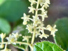 Trymalium odoratissimum