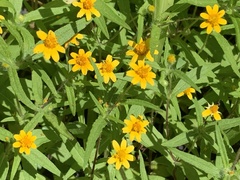 Melampodium appendiculatum