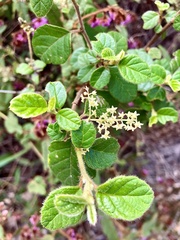 Trymalium odoratissimum