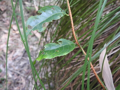 Celastrus subspicatus
