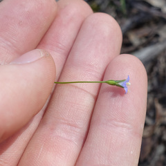 Wahlenbergia gracilis