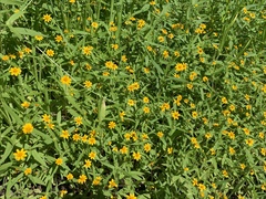 Melampodium appendiculatum