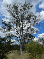 Eucalyptus thozetiana