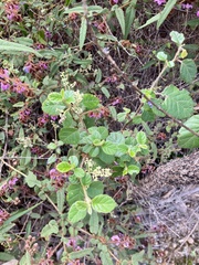 Trymalium odoratissimum