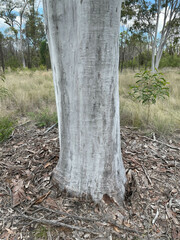 Eucalyptus thozetiana