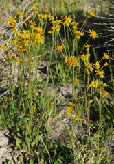 Packera pseudaurea