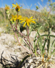 Pyrrocoma lanceolata