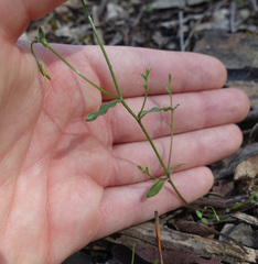 Wahlenbergia gracilis