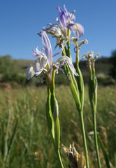 Iris missouriensis