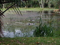 Anas platyrhynchos × Cairina moschata