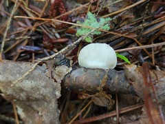 Crepidotus albissimus