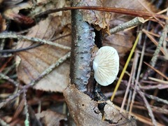 Crepidotus albissimus