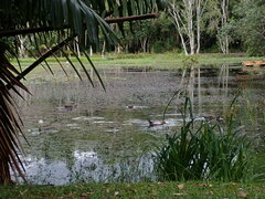 Anas platyrhynchos × Cairina moschata