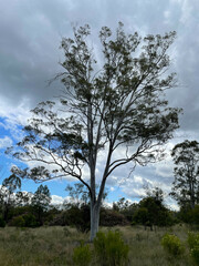 Eucalyptus thozetiana