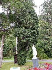 Taxus