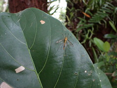 Tipulomorpha