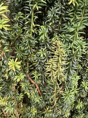 Taxus