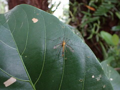 Tipulomorpha