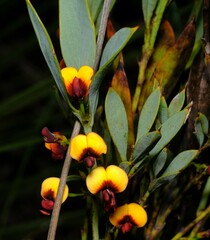 Daviesia nudiflora