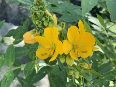 Senna hirsuta
