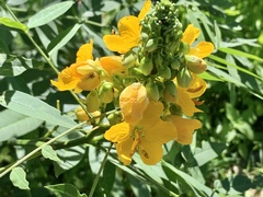 Senna hirsuta