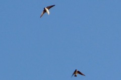 Petrochelidon fluvicola