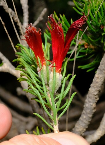 Image of Melaleuca eriocarpa by (c) Peter Crowcroft, some rights reserved (CC BY)