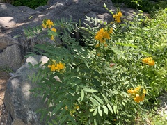 Senna hirsuta