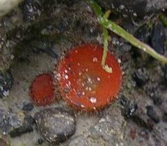Scutellinia