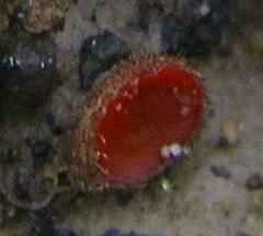 Scutellinia