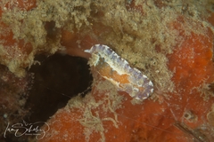 Chromodoris alternata