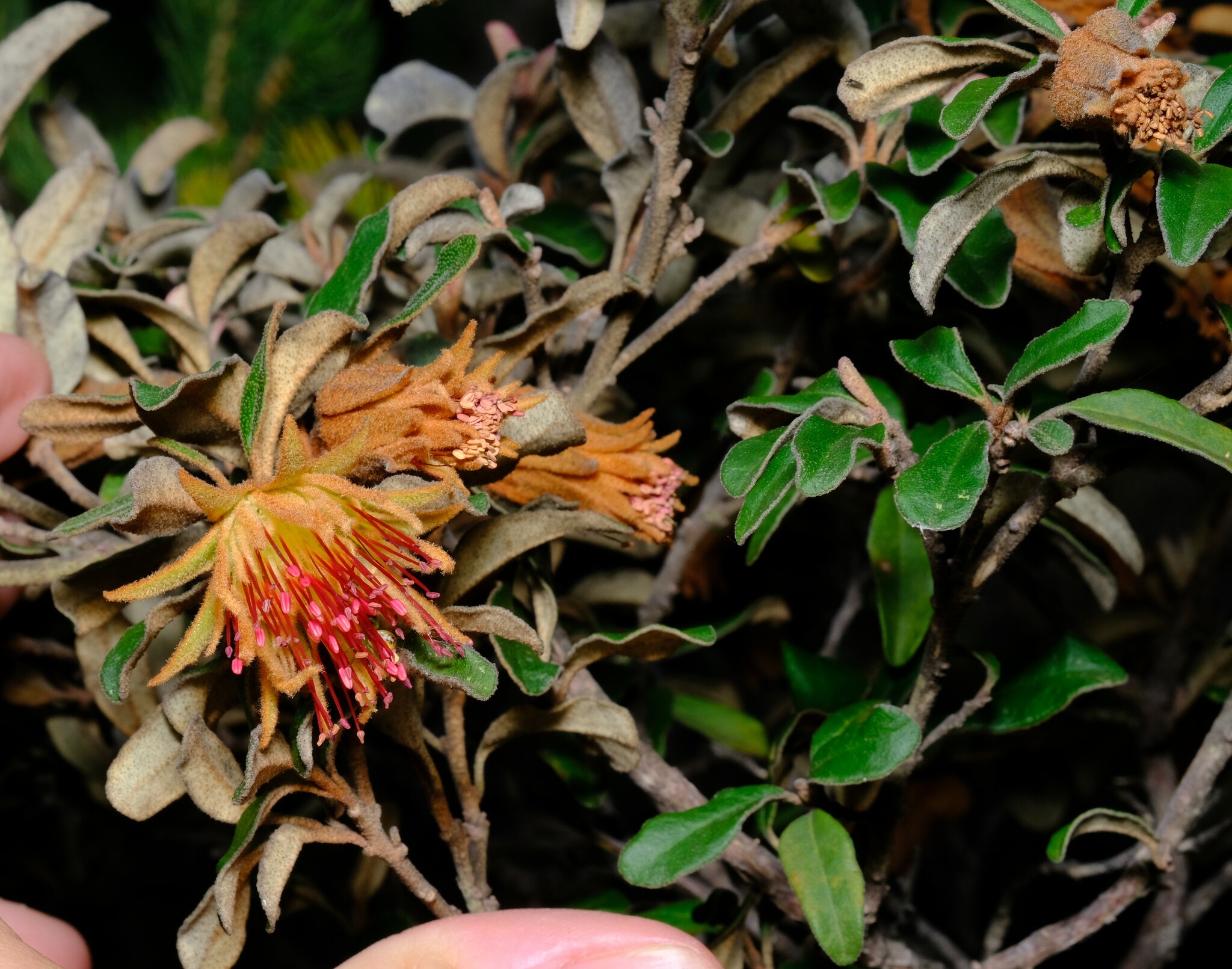Diplolaena eneabbensis
