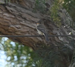Empidonax traillii
