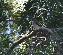 Empidonax traillii