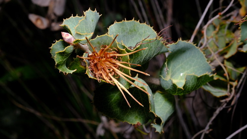 Image of Hakea conchifolia by (c) Peter Crowcroft, some rights reserved (CC BY)