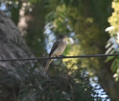Empidonax traillii