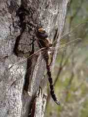 Adversaeschna brevistyla