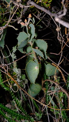 Hakea conchifolia