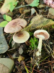 Agaricus friesianus