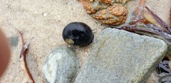 Nerita atramentosa