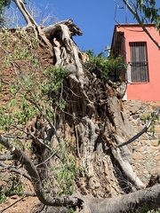 Ficus