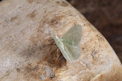 Phaiogramma etruscaria