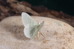 Phaiogramma etruscaria