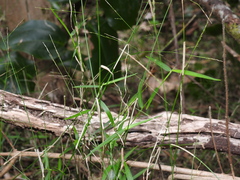 Ottochloa gracillima