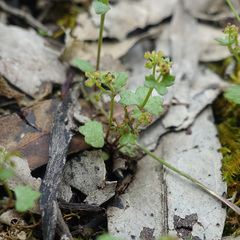 Hydrocotyle callicarpa