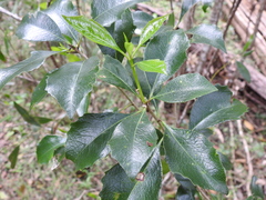 Auranticarpa rhombifolia