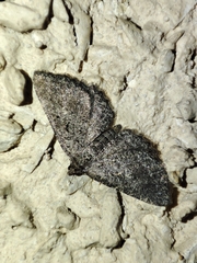 Rhoptria asperaria