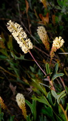 Stackhousia