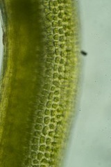 Amphidium mougeotii