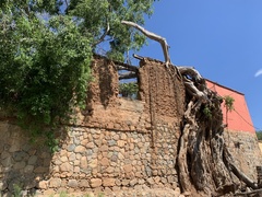 Ficus